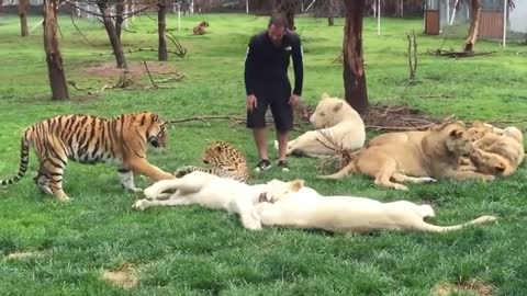 Heroic Tiger Saves Man From A Leopard Attack