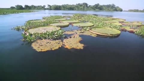 wetland wonders 🦎🦎