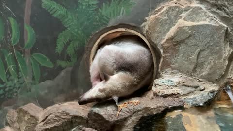 *Good Morning Tamandua*