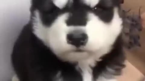 Cute baby husky howling