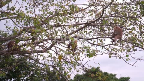 Monkey Magic: The Intelligence and Sociability of Jungle Primates