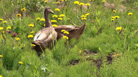 Ducks in Dandelion Patch