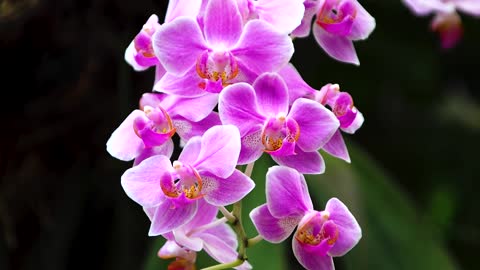 Orchid