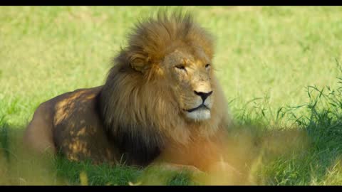 Male Lion Shakes and then Lays on Grass