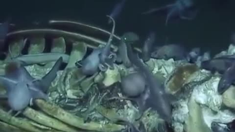 giant skeleton fish full of octopus and small fish.mp4