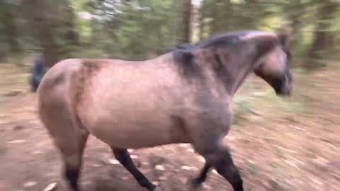 Horse kicks tree then farts on dogs