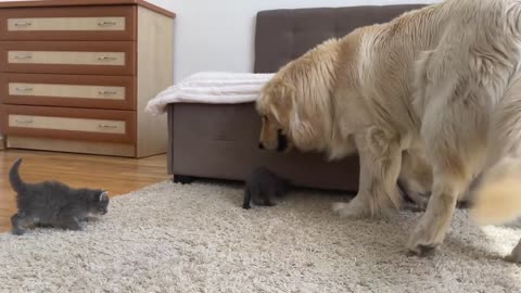 What does a Golden Retriever do when Sees Tiny Kittens