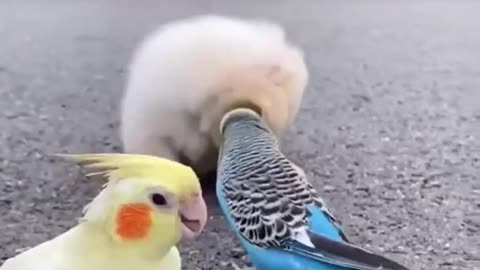 Three Idiots are Playing Together | Nice Video | Puppy And Birds | Happily Moment # 1|