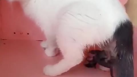 cute cat giving birth baby cat walking around, Best Funny Cat Videos Of This Week #short 18