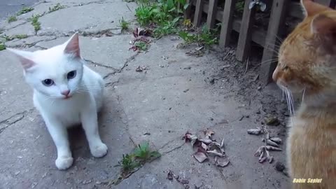 White cat very angry[ R.N WORLD ] CATS VIDEOS 😻😻😻😻😻