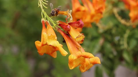 Bees sitting on the flowers in my backyard.