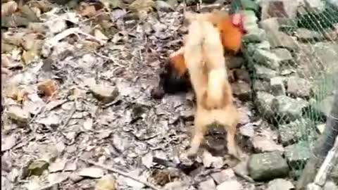 Chicken fights against Dogs