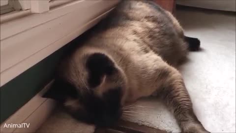 Siamese kittens playing around