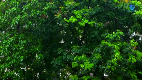 Beautiful Rain Raining Scenery & Neture vedio __ Beautifull Rain Video __ HD Nature Video