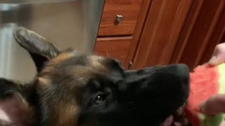 German Shepherd enjoys some watermelon