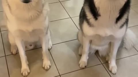 Male Husky vs. Female Husky (WHO EATS FASTER?) | shorts