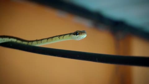 Bamboo Viper snake