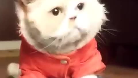 Persian cat is dancing