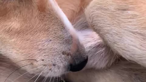 Oh my god my dog kissing your cock and clean your cock so very quit