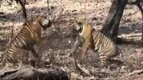 fight between giant tigers