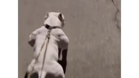 Cute Dog Turns into a Hilarious Gangster