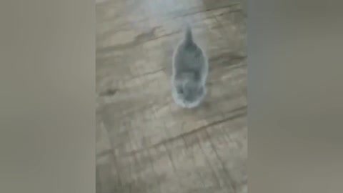 cat following the owner 2022