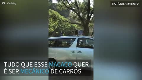 Macaco ‘mecânico’ tenta desmontar carro estacionado