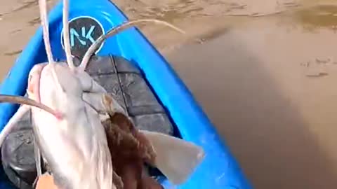 fish was eaten alive in fishing