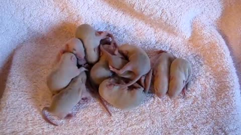 Siamese Rat Litter 2011