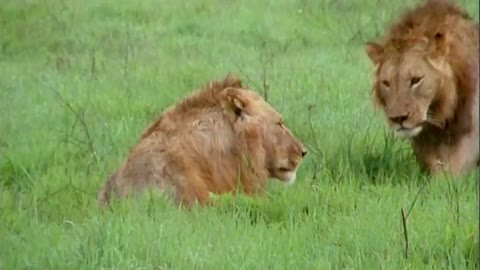 Lion fighting in forest