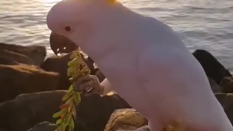 Beautiful parrot eating food on the beach