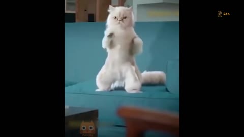 dancing 😻 Cat Try Not To Laugh - Funny Pet Animals'