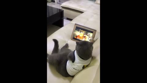 Funny Cat (watching like me)😆