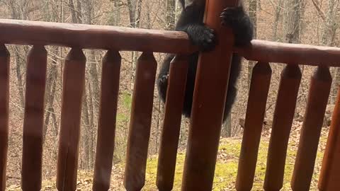 Bear Climbs Onto Patio