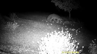 Beautiful Gray Fox