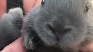 Baby Bunny Wiggles Nose