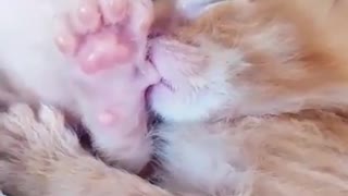 Just a kitten sucking its thumb