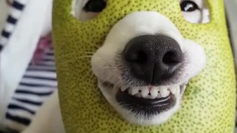 Funny masked dog smiles