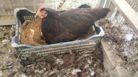 Black Rooster and Hen