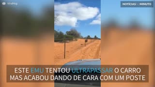 Emu dá de cara com poste e cai durante corrida