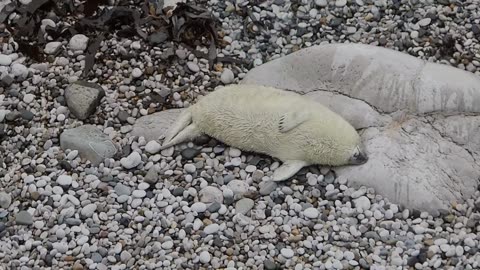 Baby Seal Settles In For Seaside Nap