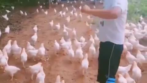 Chicken Brigade