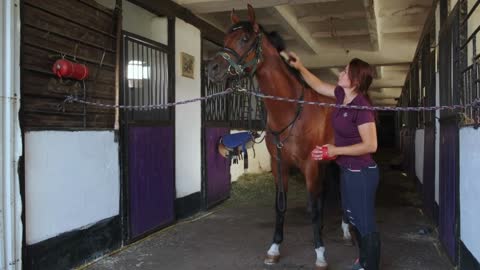 horse breeding on farm, woman is grooming stallion in stable