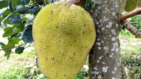 big jackfruit