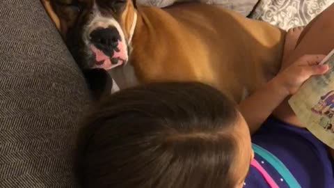 Boxer falls asleep during little girl's reading time