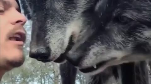 The wolf (Canis lupus), also known as the gray wolf or grey wolf