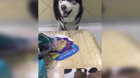 "I Want Some Cake" Dog/Cat Reaction