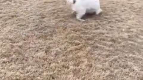 Pack of dogs lovingly play with new baby raccoon addition