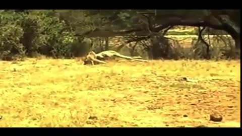 Lion vs Giraffe Real fight, Animal attack and hunt faild .