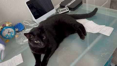 Adopting a Cat from a Shelter Vlog - Cute Precious Piper Really Gets into Her Office Manager Work